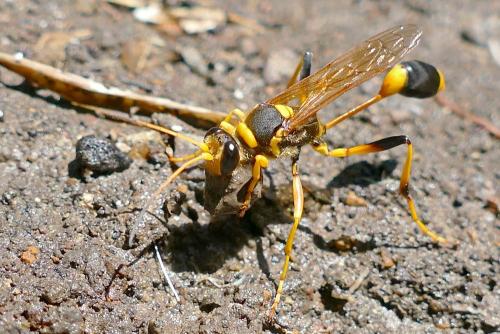 Sceliphron laetum